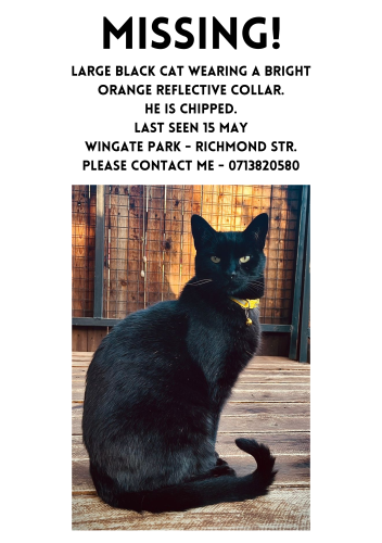 Lost Male Cat last seen Richmond Street Wingate park , Pretoria, GP 0181