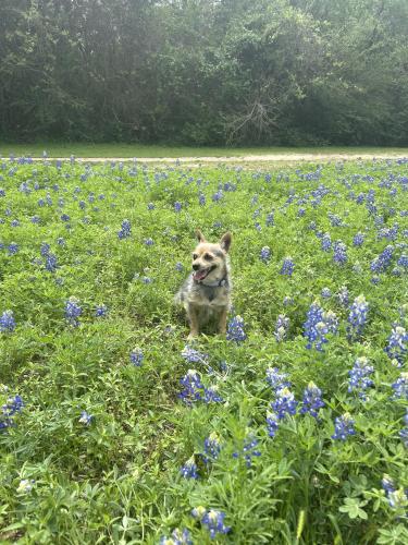 Lost Female Dog last seen San Darío Dr 77083, Houston, TX 77083