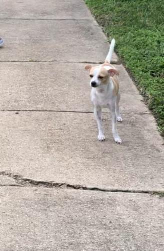Lost Female Dog last seen Na, Houston, TX 77084