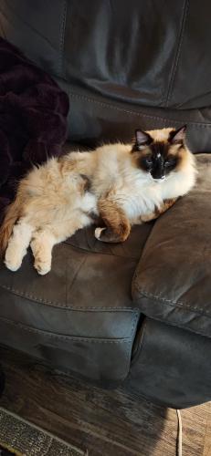 Lost Male Cat last seen Labrousse and Brookman rd., Sherwood, OR 97140
