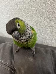 Lost Unknown Bird last seen Albuquerque nm, Albuquerque, NM 87120