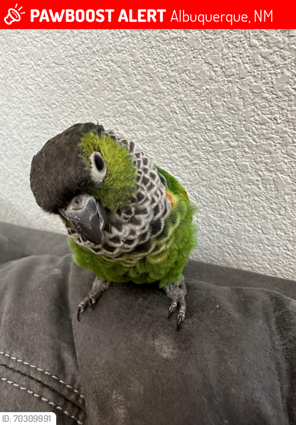 Lost Unknown Bird last seen Albuquerque nm, Albuquerque, NM 87120