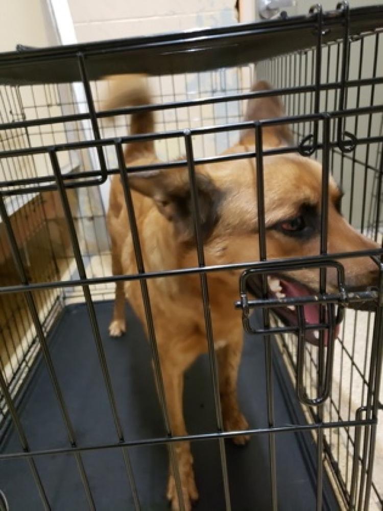 Shelter Stray Male Dog last seen Cincinnati, OH 45215, Cincinnati, OH 45223