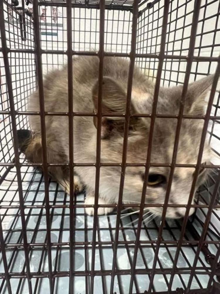 Shelter Stray Female Cat last seen Corryton, TN 37721, Knoxville, TN 37919