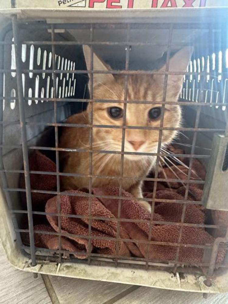 Shelter Stray Male Cat last seen Knox County, TN 37920, Knoxville, TN 37919