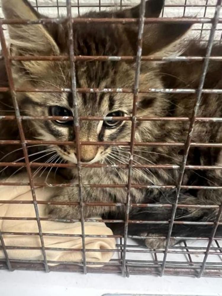 Shelter Stray Male Cat last seen Corryton, TN 37721, Knoxville, TN 37919