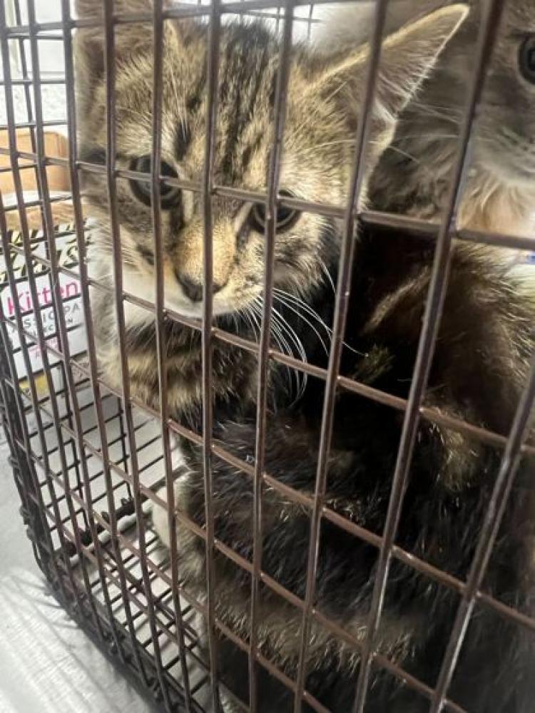 Shelter Stray Male Cat last seen Corryton, TN 37721, Knoxville, TN 37919