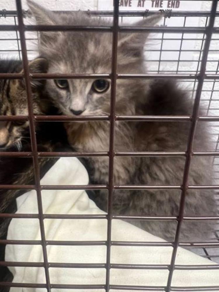 Shelter Stray Female Cat last seen Corryton, TN 37721, Knoxville, TN 37919