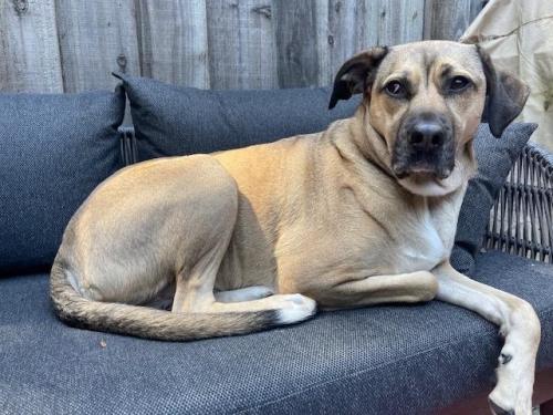 Lost Female Dog last seen Alley way behind Forres Way, Inverness, CA 94937