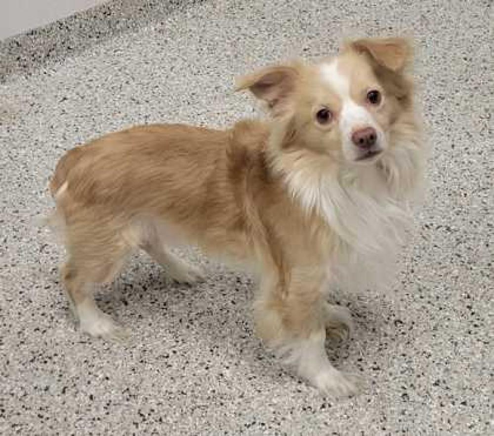 Shelter Stray Male Dog last seen Near Eastwood Trafficway, 64129, MO, Kansas City, MO 64132