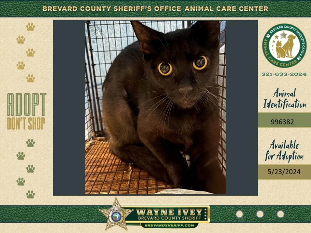 Shelter Stray Female Cat last seen Near N Lakemont Drive, COCOA, FL, 32922, Melbourne, FL 32934