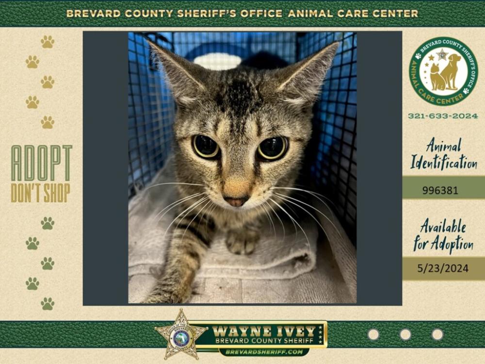 Shelter Stray Female Cat last seen Near N Lakemont Drive, COCOA, FL, 32922, Melbourne, FL 32934