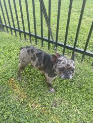 Reunited Female Dog last seen Drifting Winds Dr, Houston, TX 77044, USA, Houston, TX 77044