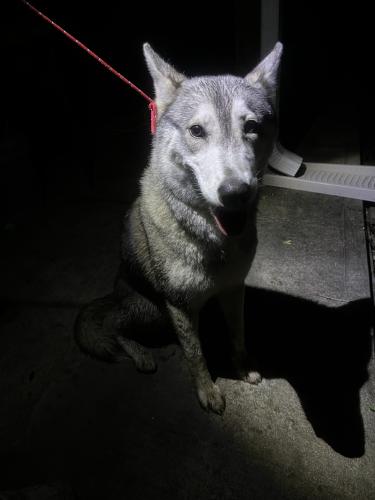 Found/Stray Female Dog last seen Watkins Middle School, Houston, TX 77084