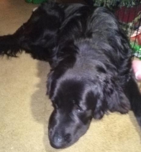 Lost Male Dog last seen Brandywine Creek, State Road 9 and 1100 N, Shelby County, Fountaintown, IN 46130