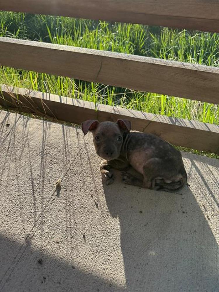 Shelter Stray Male Dog last seen Near BLOCK S JASON ST, DENVER CO 80223, Denver, CO 80223