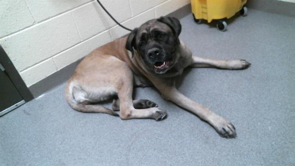 Shelter Stray Female Dog last seen Near BLOCK N SHERMAN ST, DENVER CO 80216, Denver, CO 80223