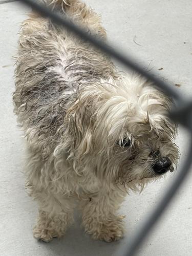 Found/Stray Male Dog last seen Villa Park St La Puente Ca 91744, La Puente, CA 91744