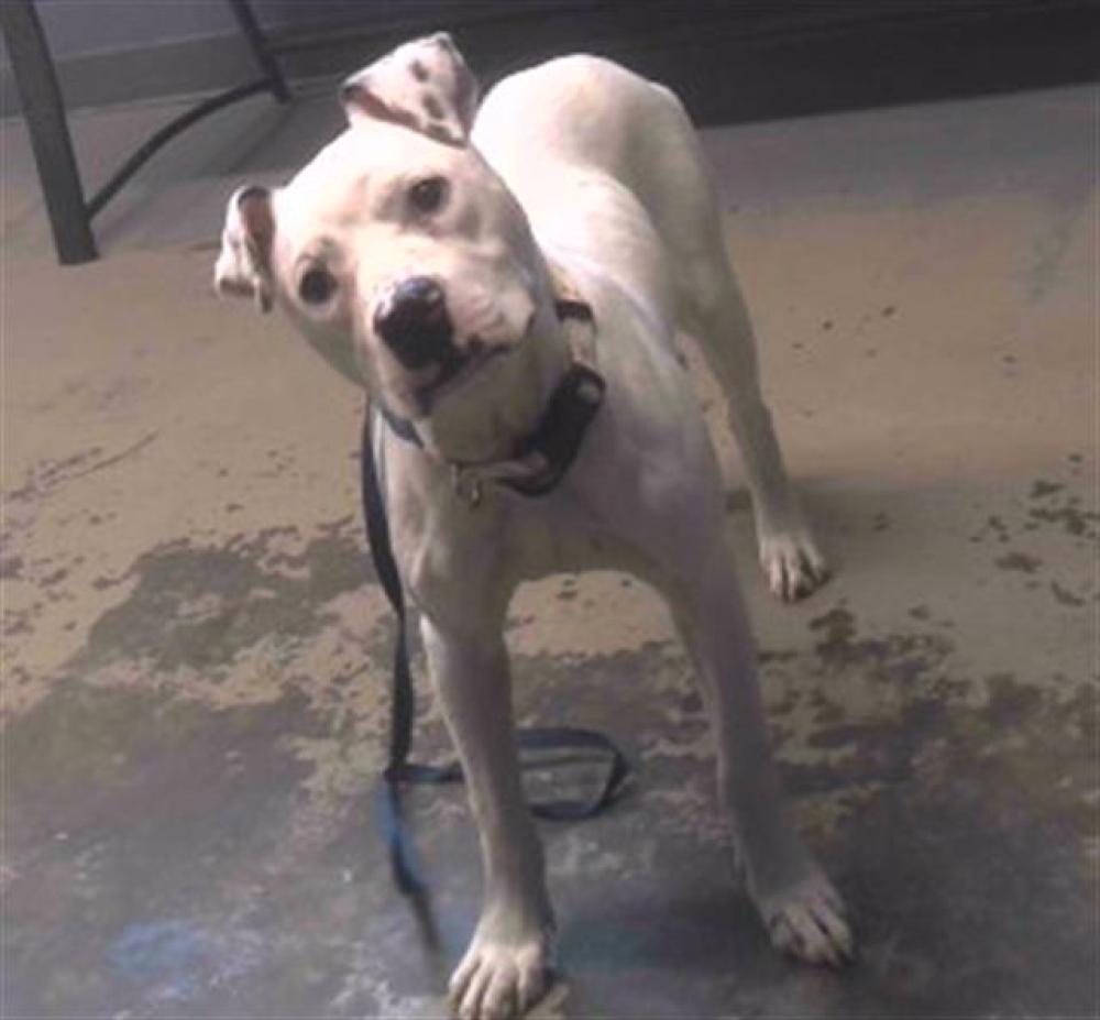 Shelter Stray Male Dog last seen Near BLOCK W CALL ST, TALLAHASSEE FL 32301, Tallahassee, FL 32311