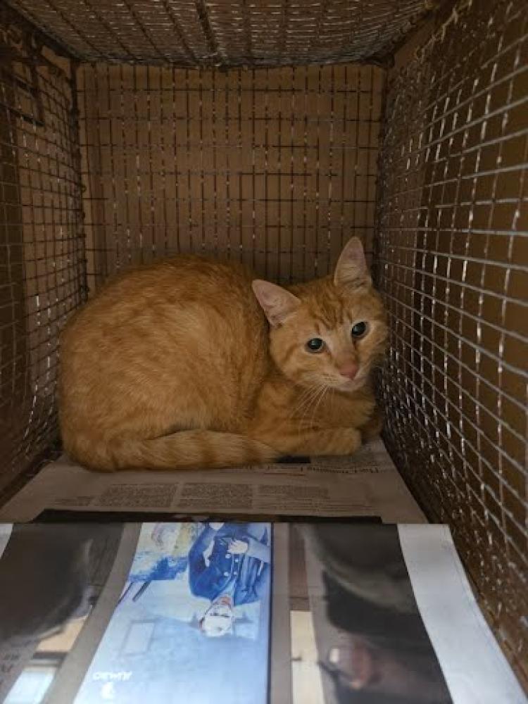 Shelter Stray Unknown Cat last seen 1825B KRAMER LANE, Austin, TX 78702