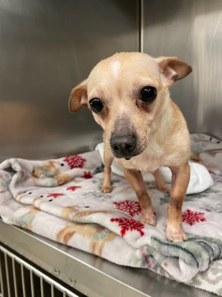 Shelter Stray Female Dog last seen Near BLOCK EAST HIGHWAY 71, Austin, TX 78702
