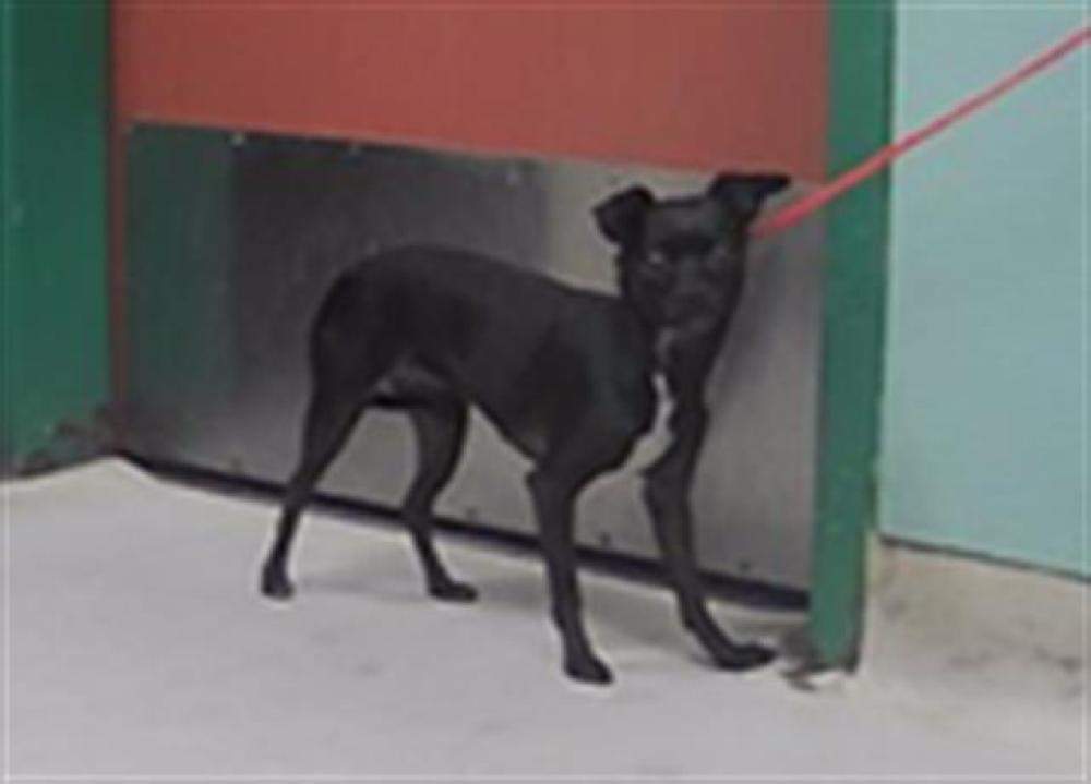 Shelter Stray Female Dog last seen Near BLOCK IDLEWILD DR, RENO NV 89509, Reno, NV 89502