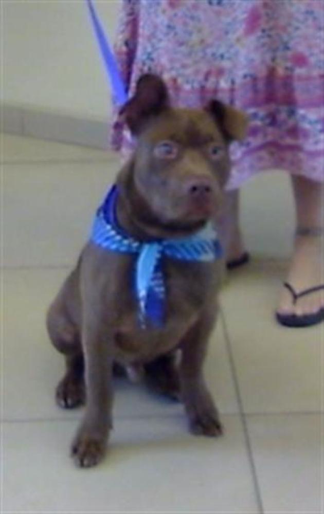 Shelter Stray Male Dog last seen PET LANE / DMV OFFICE, Land O' Lakes, FL 34638