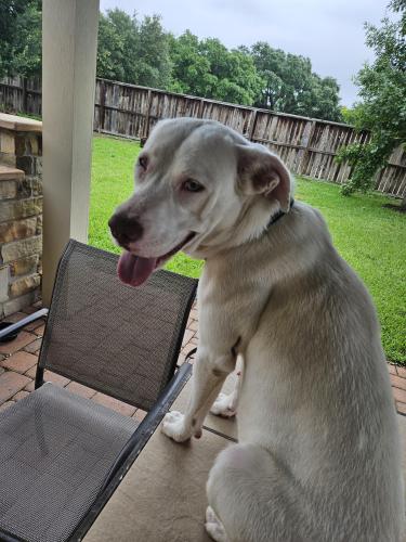 Found/Stray Female Dog last seen Queenston and Kieth Harrow, Houston, TX 77084