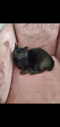 Lost Male Cat last seen Between dudley and Edgewood road, Edgewood, KY 41017