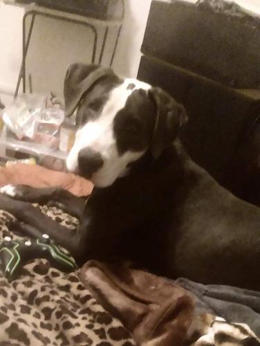 Lost Female Dog last seen Oregon and beale 93305, Bakersfield, CA 93305