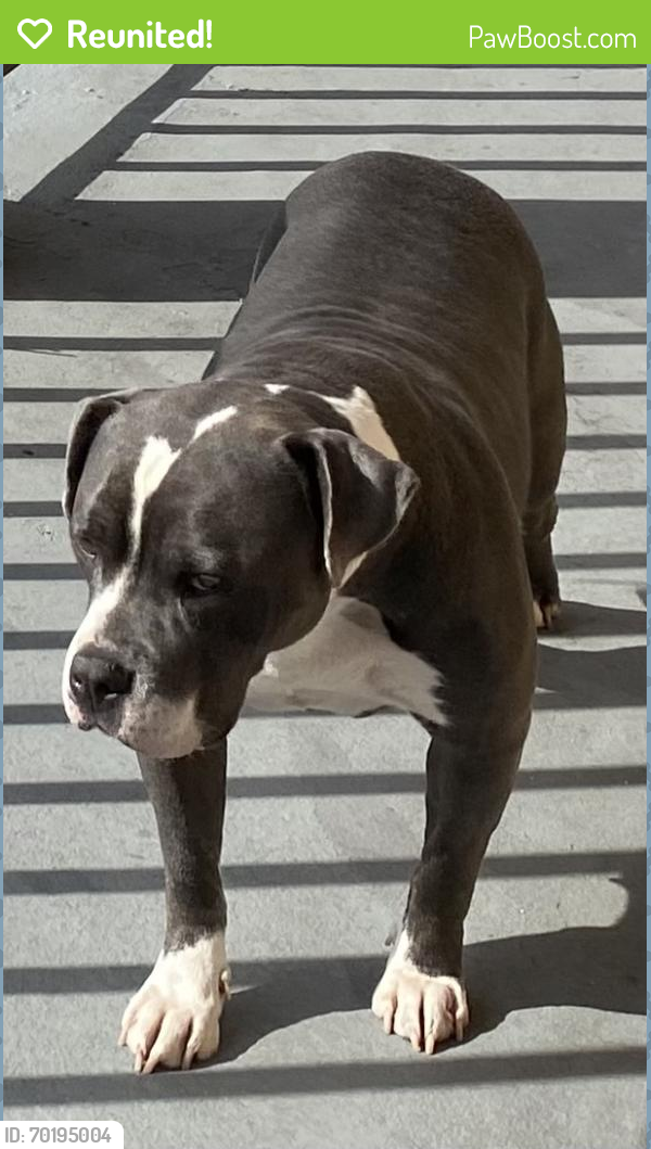 Reunited Female Dog last seen 5th st and Mtn view, San Bernardino, CA 92401