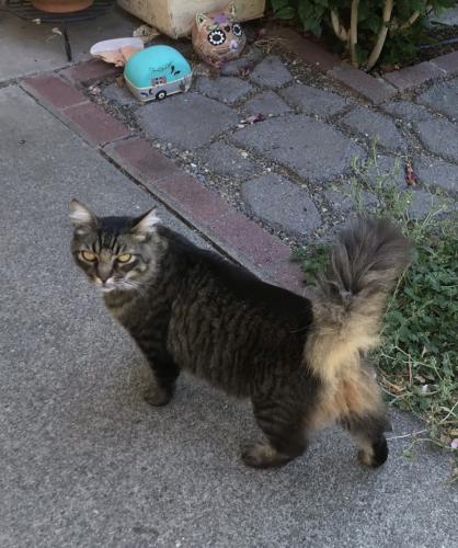 Lost Male Cat last seen Peppertree and Woodmont Drive, Fairfield 94533, Fairfield, CA 94533