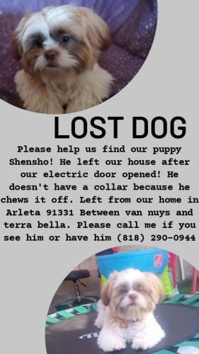 Lost Male Dog last seen Van nuys, terra bella, carl st, Los Angeles, CA 91331