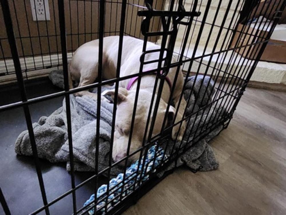 Shelter Stray Female Dog last seen Fort Sam Houston, TX 78234, San Antonio, TX 78229