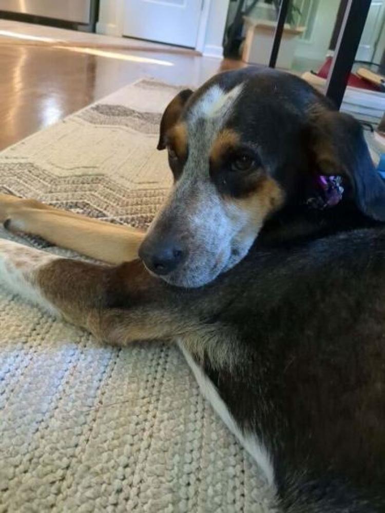 Shelter Stray Female Dog last seen Knoxville, TN 37918, Knoxville, TN 37919
