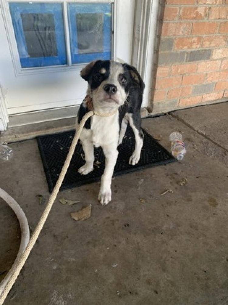 Shelter Stray Male Dog last seen ,  , Fort Worth, TX 76119