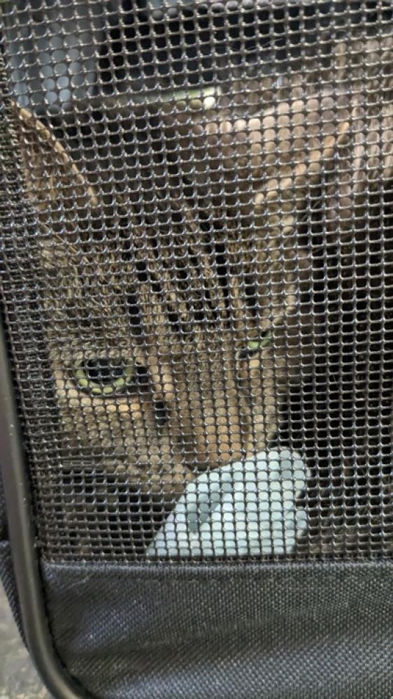 Shelter Stray Male Cat last seen Vienna, VA 22182, Huntrace Way, Fairfax County, VA, Fairfax, VA 22032