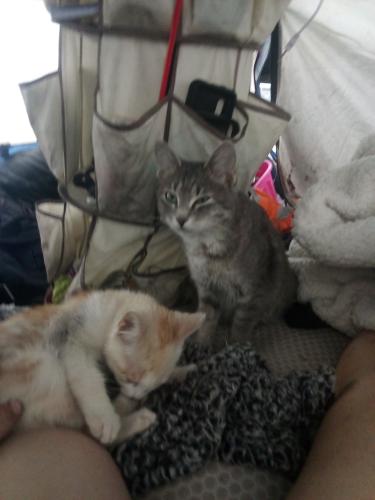 Lost Male Cat last seen On the fort Frazier trail by Bartow ford , Bartow, FL 33830