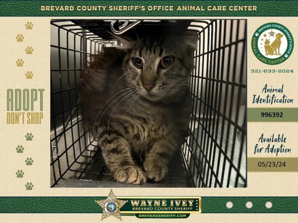 Shelter Stray Female Cat last seen Near Hickory Hills Court, TITUSVILLE, FL, 32780, Melbourne, FL 32934