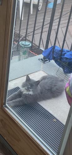 Lost Female Cat last seen Elizabeth st and Lincoln st, South Bound Brook, NJ 08880