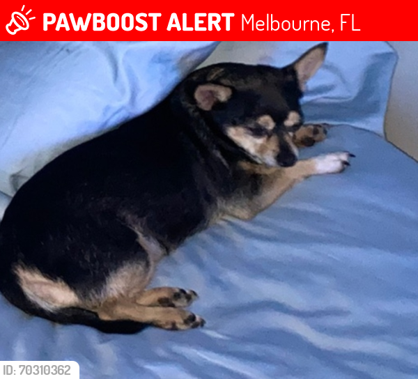 Lost Female Dog last seen Hollywood dr , Melbourne, FL 32935