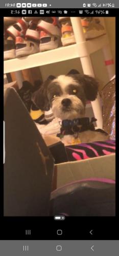 Lost Male Dog last seen North Ave, Fond Du Lac, Milwaukee, WI 53206