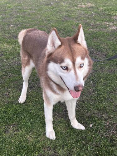 Lost Male Dog last seen River Park & Green Oaks, Arlington, TX 76006