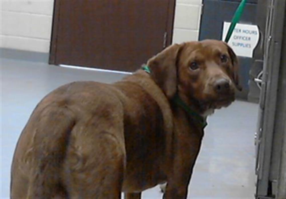 Shelter Stray Male Dog last seen Near BLOCK ALAMANCE RD, FAYETTEVILLE NC 28304, Fayetteville, NC 28306