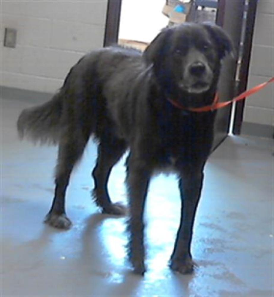 Shelter Stray Male Dog last seen Near BLOCK HUNTSVILLE CIR, FAYETTEVILLE NC 28306, Fayetteville, NC 28306