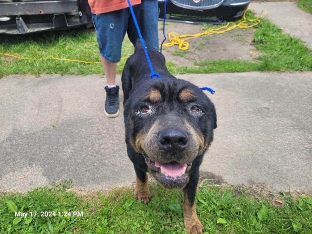 Shelter Stray Female Dog last seen Near BLOCK LOUISIANA ST, DETROIT, MI 48203, Detroit, MI 48211