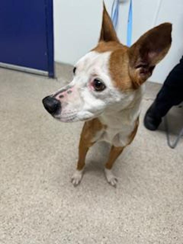 Shelter Stray Female Dog last seen Near BLOCK LINCOLN ST, BAKERSFIELD CA 93305, Bakersfield, CA 93308