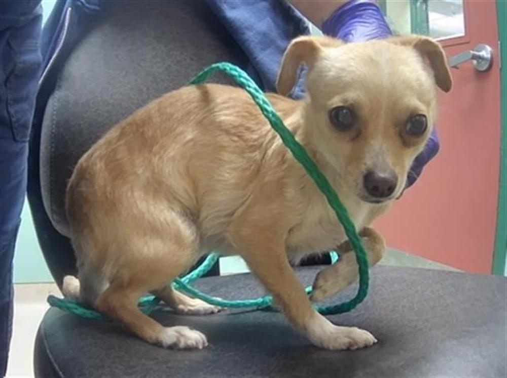 Shelter Stray Female Dog last seen KLONDIKE / ASA CT, SUN VALLEY NV 89433, Reno, NV 89502