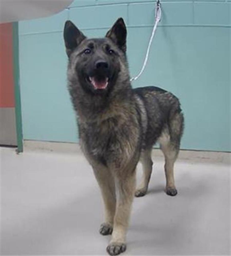 Shelter Stray Female Dog last seen Near TINHORN RD, RENO NV 89521, Reno, NV 89502