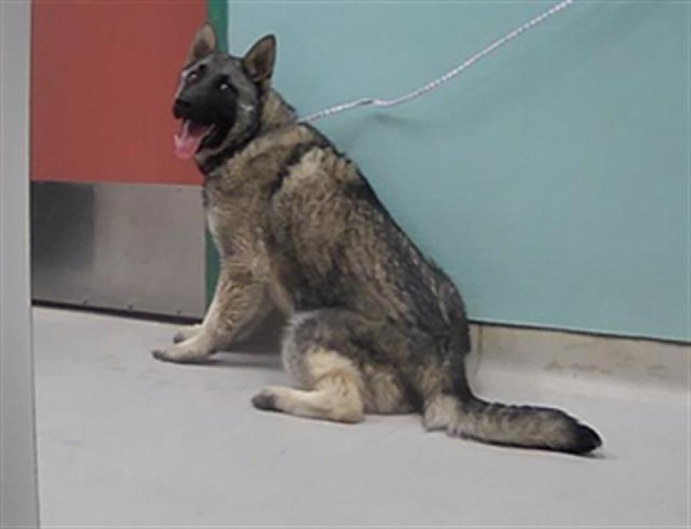 Shelter Stray Male Dog last seen Near TINHORN RD, RENO NV 89521, Reno, NV 89502